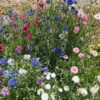 Cornflower Tom Thumb Mix -Kingsseeds Store F1077 1 f1bdd931 dbef 4bce ba24 e3ac074401f9