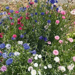 Cornflower Tom Thumb Mix
