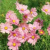 Cosmos Apricotta 2 Cosmos Apricotta -Kingsseeds Store F1078 1 5c57dad5 30e6 41ee 8815 5127c11f971a