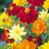 Cosmos Brightness Mix -Kingsseeds Store F1079 1 aae9d971 e272 4a7c a3cd f471eb679928
