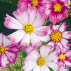 Cosmos Candy Stripe