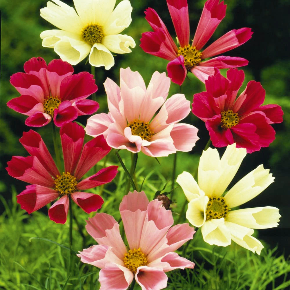 Cosmos Sea Shells 3 Cosmos Sea Shells