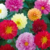 Dahlia Showpiece Giants -Kingsseeds Store F1093 1 735b8c66 1132 48a1 94cf 8979eb09b47a