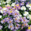 Aster Michaelmas Daisy -Kingsseeds Store F1095 1 b12121cc 8518 47e7 8b2a f84961d83244