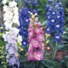 Delphinium Magic Fountains Mix 2 Delphinium Magic Fountains Mix -Kingsseeds Store F1096 1 75a9b94b b804 4a28 b73a 77376c87f609