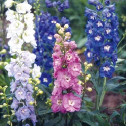 Delphinium Magic Fountains Mix