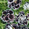 Dianthus Black & White Minstrels 1 Dianthus Black & White Minstrels -Kingsseeds Store F1097 1 c245a17a ef18 446c b716 3effa6a8d2d5