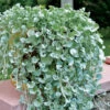 Dichondra Silver Falls 2 Dichondra Silver Falls -Kingsseeds Store F1101 1 581039f9 7531 4580 a6b1 686ba5051ca1