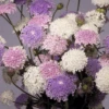 Didiscus Lace Mix 1 Didiscus Lace Mix -Kingsseeds Store F1102 1