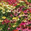 Echinacea Lustre Mix -Kingsseeds Store F1104 1 e2f76524 3933 45dd 9625 052804dee3c7