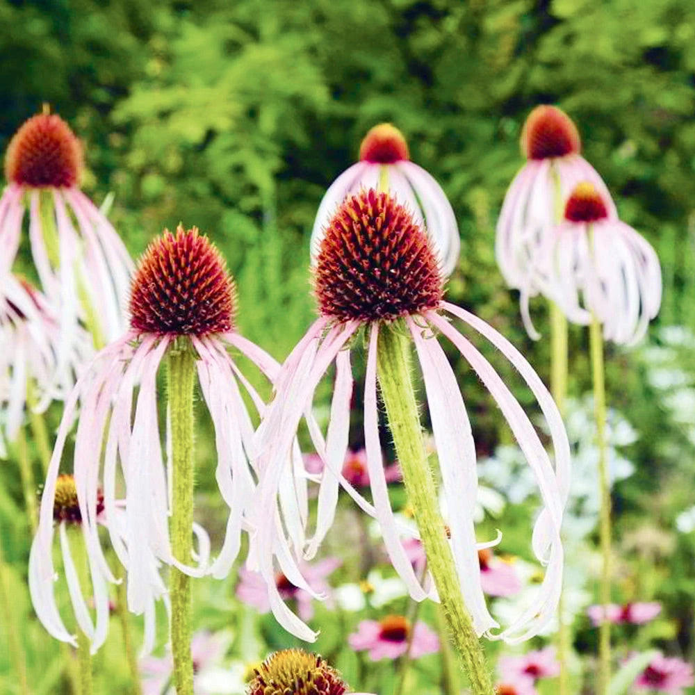 Echinacea Pale Purple 3 Echinacea Pale Purple