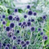 Echinops Blue Globe 1 Echinops Blue Globe -Kingsseeds Store F1108 1 5944b6cb 4363 47e2 b3c6 631fb9f8be88