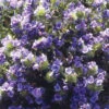 Echium Blue Bedder -Kingsseeds Store F1109 1 21daa0f5 09b7 4715 aa1e 82b7d94225a6