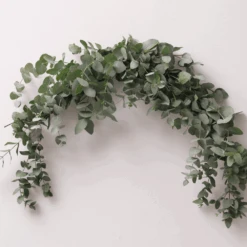 Eucalyptus Baby Blue -Kingsseeds Store F1111 3