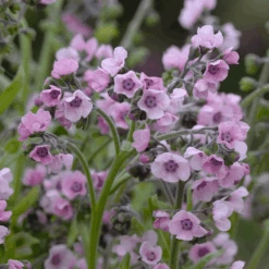 Forget-Me-Not Mystery Rose -Kingsseeds Store F1115 2