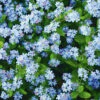Forget-Me-Not Indigo Blue -Kingsseeds Store F1116 1 397a2cf1 18e8 45fe baf6 32ff874ec432