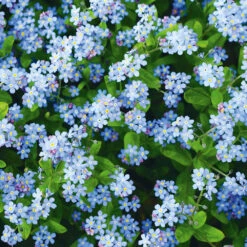 Forget-Me-Not Indigo Blue