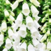 Foxglove Dalmatian White F1 -Kingsseeds Store F1118 1 5494b1ea 5069 47c7 a20b f6e57e372e04