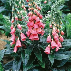 Foxglove Strawberry Merton