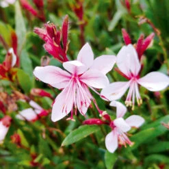 Gaura Emeline Pink Bouquet