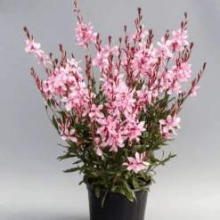 Gaura Emeline Pink Bouquet -Kingsseeds Store F1125 3