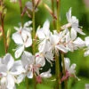 Gaura The Bride -Kingsseeds Store F1126 1 9372f356 0b13 4169 8865 81984bf5485f