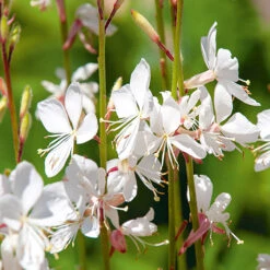 Gaura The Bride