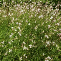 Gaura The Bride -Kingsseeds Store F1126 3