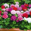 Geranium Maverick Mix F1 -Kingsseeds Store F1127 1 688ea28c cfaf 43c1 b976 d8857b2ccaa9