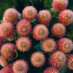 Gomphrena Salmon Pastel