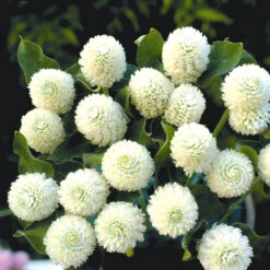 Gomphrena White