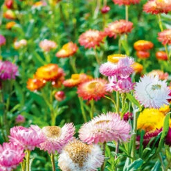 Helichrysum Swiss Giants