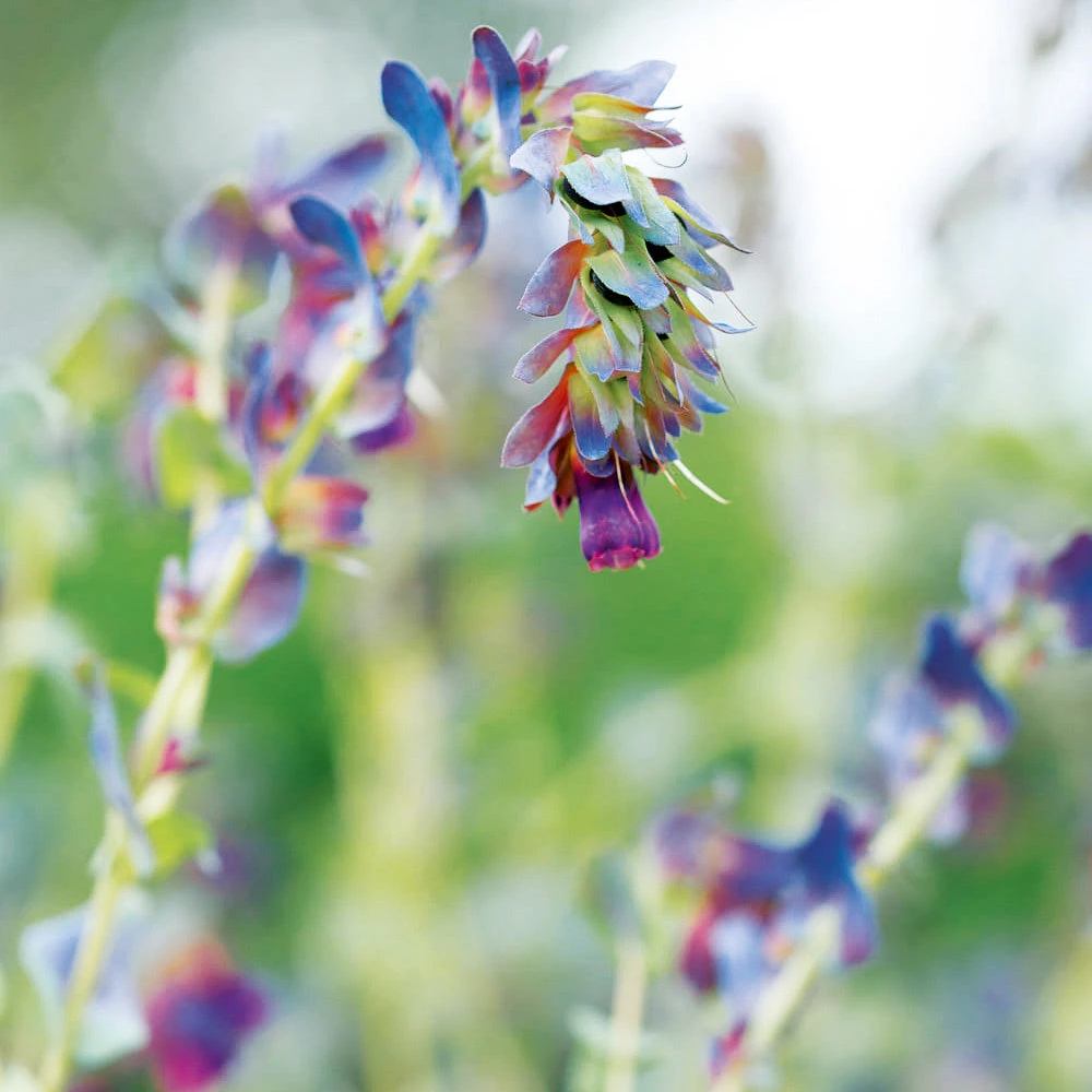Honeywort Pride Of Gibraltar 3 Honeywort Pride Of Gibraltar
