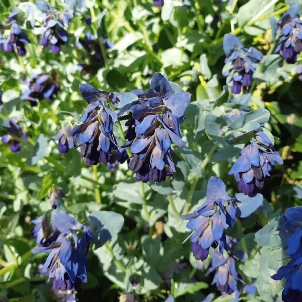 Honeywort Pride Of Gibraltar 4 Honeywort Pride Of Gibraltar - Image 2