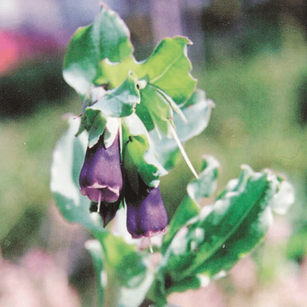 Honeywort Pride Of Gibraltar 5 Honeywort Pride Of Gibraltar - Image 3
