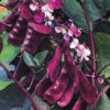 Hyacinth Bean Vine