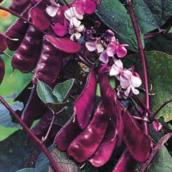 Hyacinth Bean Vine
