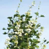 Hyacinth Bean Vine Silver Moon 1 Hyacinth Bean Vine Silver Moon -Kingsseeds Store F1142 1 84ecb2b2 286e 4f3a 8494 47bcd49e6f92
