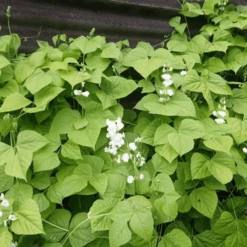Hyacinth Bean Vine Silver Moon -Kingsseeds Store F1142 2