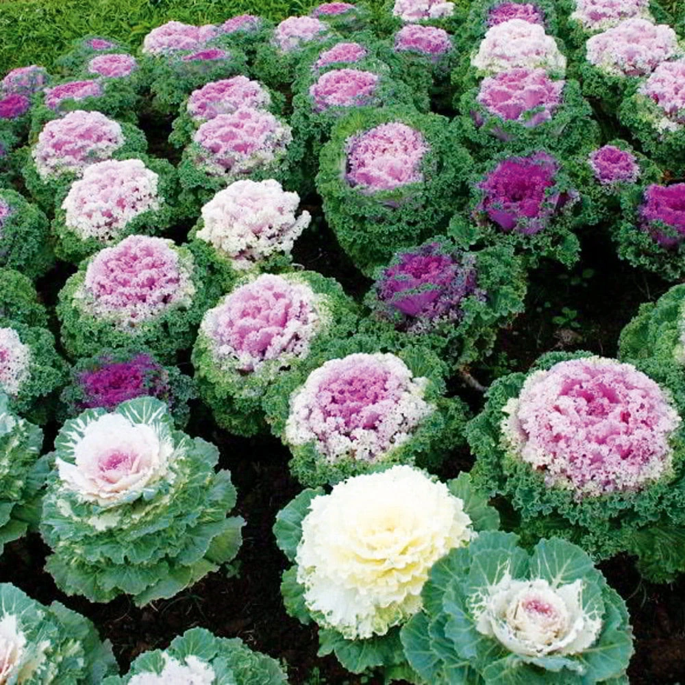 Kale Ornamental Pick 'n' Mix F1 3 Kale Ornamental Pick 'n' Mix F1