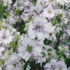 Larkspur Smokey Eyes