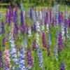 Larkspur Summer Sun Double Mix 1 Larkspur Summer Sun Double Mix -Kingsseeds Store F1148 1 db577856 b78d 473e b7bf 2bcb37329f98