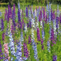 Larkspur Summer Sun Double Mix