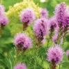 Liatris Florist Violet -Kingsseeds Store F1150 1 a6b03d43 bab8 46db abce 742434fee101