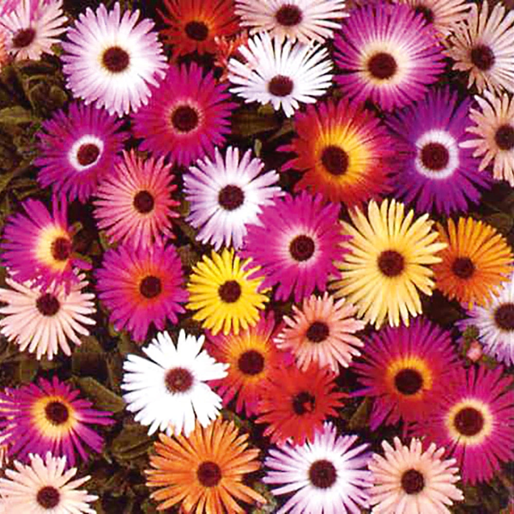 Livingstone Daisy Sparkles Mix 4 Livingstone Daisy Sparkles Mix - Image 2
