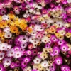 Livingstone Daisy Sparkles Mix -Kingsseeds Store F1155 2