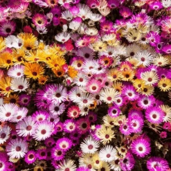 Livingstone Daisy Sparkles Mix