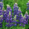 Lupin Avalune Blue 2 Lupin Avalune Blue -Kingsseeds Store F1157 1 86eb190b e956 4b83 a6a8 f43bb2acdb94