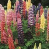 Lupin Russell Mix 1 Lupin Russell Mix -Kingsseeds Store F1159 1 4ba8a203 f43b 454a a4a7 d10d914cce9c