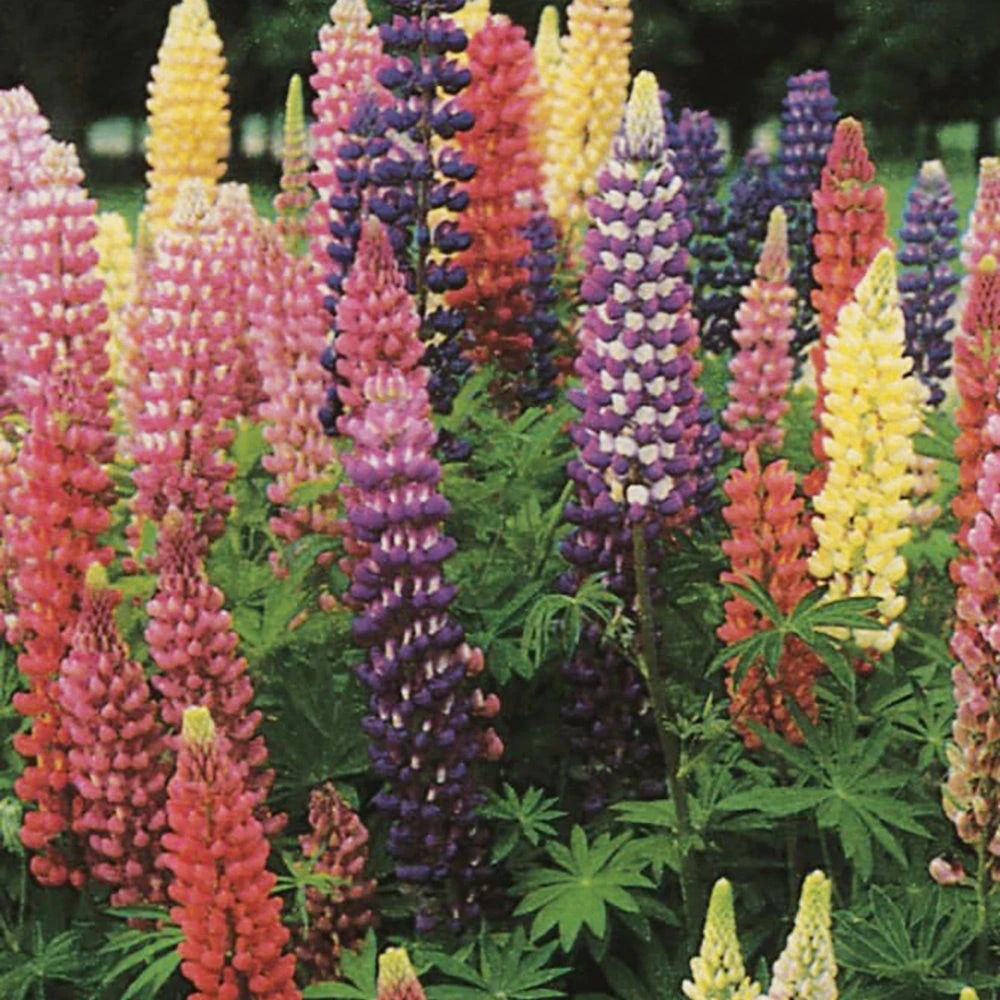 Lupin Russell Mix 3 Lupin Russell Mix